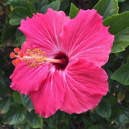 Flamingo Inn Sarasota Eksteriør bilde